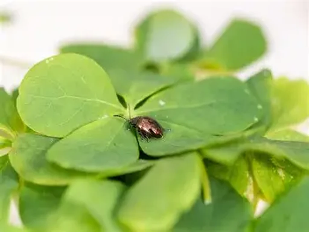 New Zealand EPA Approves Biocontrol Agent for Invasive Chilean Flame Creeper Image